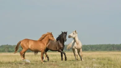 Rüyada at görmek